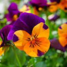 20 Pcs Rare Yellow Purple Pansy Flowers