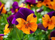 20 Pcs Rare Yellow Purple Pansy Flowers
