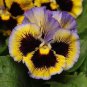 20 Pcs Rare Yellow Purple Pansy Flowers