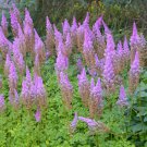 50 Pcs Rare Light Purple Astilbe chinensis Flowers 50 Pcs Rare Light Purple Astilbe chinensis Flowers