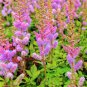 50 Pcs Rare Light Purple Astilbe chinensis Flowers