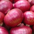 100 Pcs Red Creole Onion Vegetables 100 Pcs Red Creole Onion Vegetables