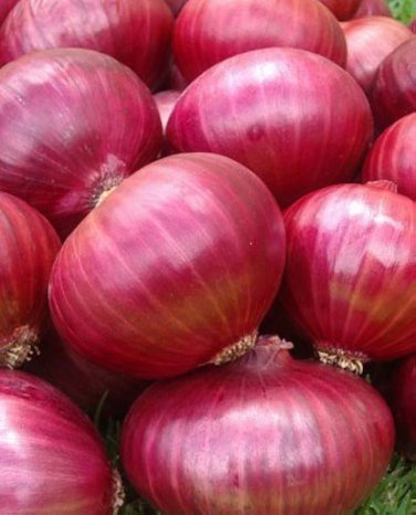 100 Pcs Red Creole Onion Vegetables