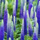 50 Pcs Blue Spiked Speedwell Veronica Spicata