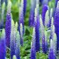 50 Pcs Blue Spiked Speedwell Veronica Spicata