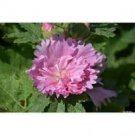 20 Pcs Rare Beautiful Althaea Rosea Pink Hollyhock Compact Flowers 20 Pcs Rare Beautiful Althaea Rosea Pink Hollyhock Compact Flowers