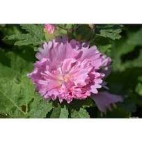 20 Pcs Rare Beautiful Althaea Rosea Pink Hollyhock Compact Flowers