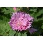20 Pcs Rare Beautiful Althaea Rosea Pink Hollyhock Compact Flowers