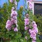 20 Pcs Rare Beautiful Althaea Rosea Pink Hollyhock Compact Flowers