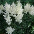 50 Pcs Rare Beautiful White Astilbe Chinensis Flowers