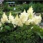 50 Pcs Rare Beautiful White Astilbe Chinensis Flowers