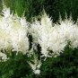 50 Pcs Rare Beautiful White Astilbe Chinensis Flowers