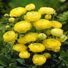 20 Pcs Rare Beautiful Yellow Ranunculus Asiaticus Persian Buttercup Flowers 20 Pcs Rare Beautiful Yellow Ranunculus Asiaticus Persian Buttercup Flowers