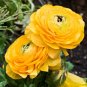 20 Pcs Rare Beautiful Yellow Ranunculus Asiaticus Persian Buttercup Flowers