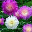 50 Pcs Rare Beautiful Colorful Cornflower Flowers