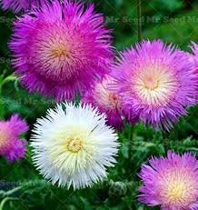 50 Pcs Rare Beautiful Colorful Cornflower Flowers