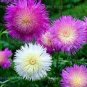 50 Pcs Rare Beautiful Colorful Cornflower Flowers