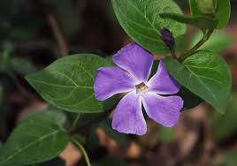 10 Pcs Rare Beautiful Purple Periwinkle Vinca major Flower