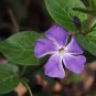 10 Pcs Rare Beautiful Purple Periwinkle Vinca major Flower