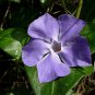 10 Pcs Rare Beautiful Purple Periwinkle Vinca major Flower