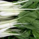 200 Pcs Pak Choi White Stem Chinese Cabbage