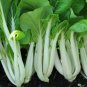 200 Pcs Pak Choi White Stem Chinese Cabbage