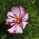 50 Pcs 'Fizzy Rose Picotee' Cosmos bipinnatus Annual Flowers
