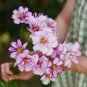 50 Pcs 'Fizzy Rose Picotee' Cosmos bipinnatus Annual Flowers