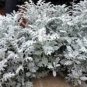 20 Pcs Senecio cineraria Silver Dusty Miller Ornamental Herb Plants