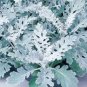 20 Pcs Senecio cineraria Silver Dusty Miller Ornamental Herb Plants