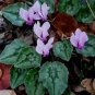 5 Pcs Rare Cyclamen Persicum Wild Species Pale Pink White Magenta Nose Flower