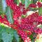 10 Pcs Genuine Heirloom Colorful Coffee Bean Plants