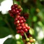 10 Pcs Genuine Heirloom Colorful Coffee Bean Plants