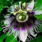 20 Pcs Rare 'wind' Granadilla Passion Fruit Perennial Climbing Flower 20 Pcs Rare 'wind' Granadilla Passion Fruit Perennial Climbing Flower