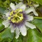 20 Pcs Rare 'wind' Granadilla Passion Fruit Perennial Climbing Flower