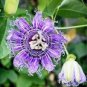 20 Pcs Rare 'wind' Granadilla Passion Fruit Perennial Climbing Flower