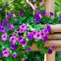 100 Pcs Rare Colorful Wavy Petunia Flowers