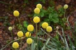 10 Pcs Rare Beautiful Golden Yellow Craspedia Flowers