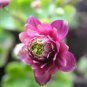 50 Pcs Rare Beautiful Mixed Garden Columbine Aquilegia Pink Bi-color Black White Purple Flowers