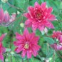 50 Pcs Rare Beautiful Mixed Garden Columbine Aquilegia Pink Bi-color Black White Purple Flowers