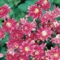 50 Pcs Rare Beautiful Mixed Garden Columbine Aquilegia Pink Bi-color Black White Purple Flowers