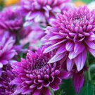 250 Pcs Heirloom Rare Dark Red Groudcover Chrysanthemum Flowers 250 Pcs Heirloom Rare Dark Red Groudcover Chrysanthemum Flowers