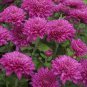 250 Pcs Heirloom Rare Dark Red Groudcover Chrysanthemum Flowers