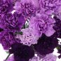 50 Pcs Rare Heirloom 'Zi Zun' Purple Carnation Annual Flowers
