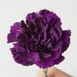 50 Pcs Rare Heirloom 'Zi Zun' Purple Carnation Annual Flowers