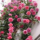 50 Pcs Mixed 4 Types of Climbing Rose Perennial Pink Red White Light Purple Flowers