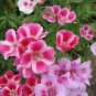 50 Pcs Mixed Godetia Monarch Clarkia Amoena Flowers