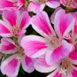 50 Pcs Mixed Godetia Monarch Clarkia Amoena Flowers