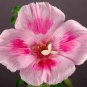 50 Pcs Mixed Godetia Monarch Clarkia Amoena Flowers