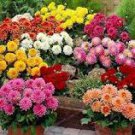 50 Pcs Mixed Colorful Dwarf Dahlia Perennial Bonsai Flowers Seeds